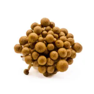 Fresh Beech mushrooms with brown caps and crisp stems