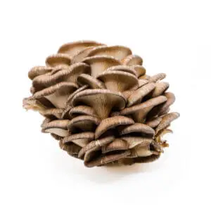 Fresh Brown Beauty Oyster mushrooms with unique brown caps