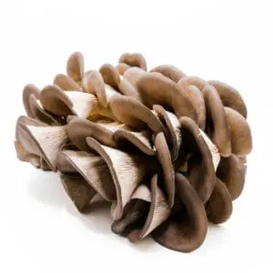 Fresh King Blue Oyster mushrooms with tender caps