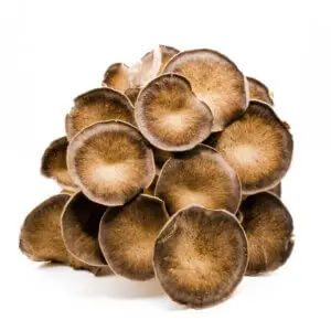 Fresh Black Pearl Oyster mushrooms with robust caps