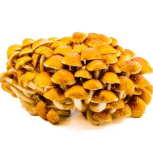 Fresh Chestnut mushrooms with golden brown caps