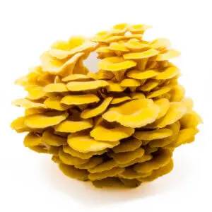 Fresh Golden Oyster mushrooms with vibrant yellow caps
