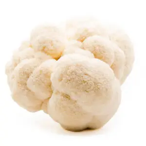 Fresh Lion's Mane mushrooms with shaggy, white spines