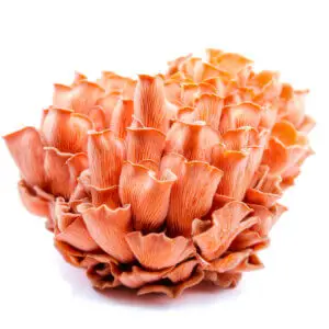 Fresh Pink Oyster mushrooms with vibrant color