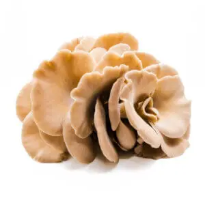 Fresh PoHu Oyster mushrooms with dense clusters and wide caps