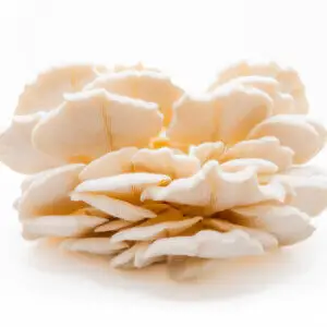 Fresh Super Scallop Oyster mushrooms with scalloped petals