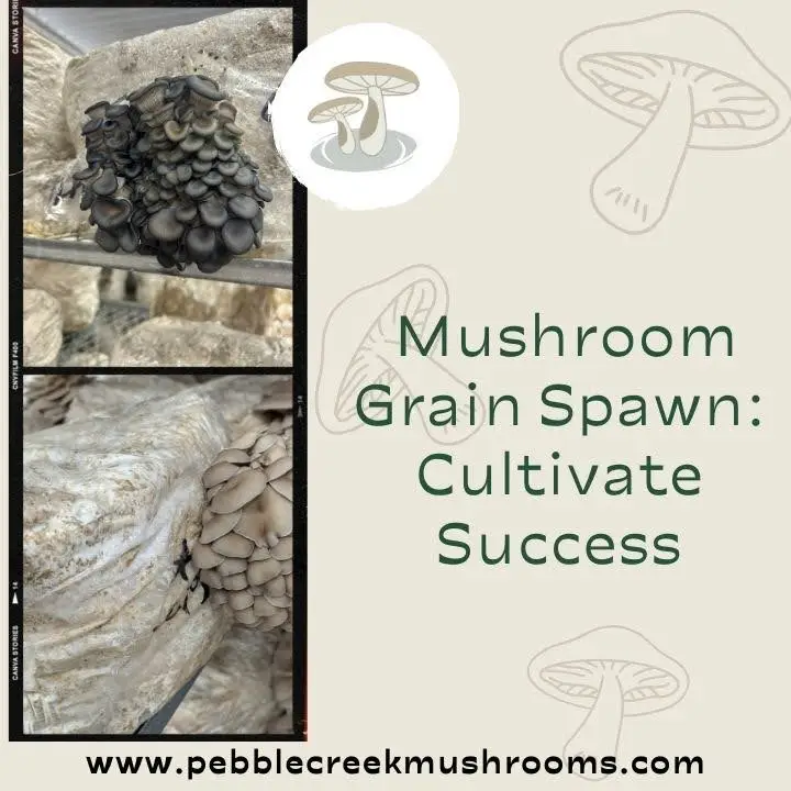 Pebble Creek Mushrooms branded image with two images showing mushroom grain growing successfully.