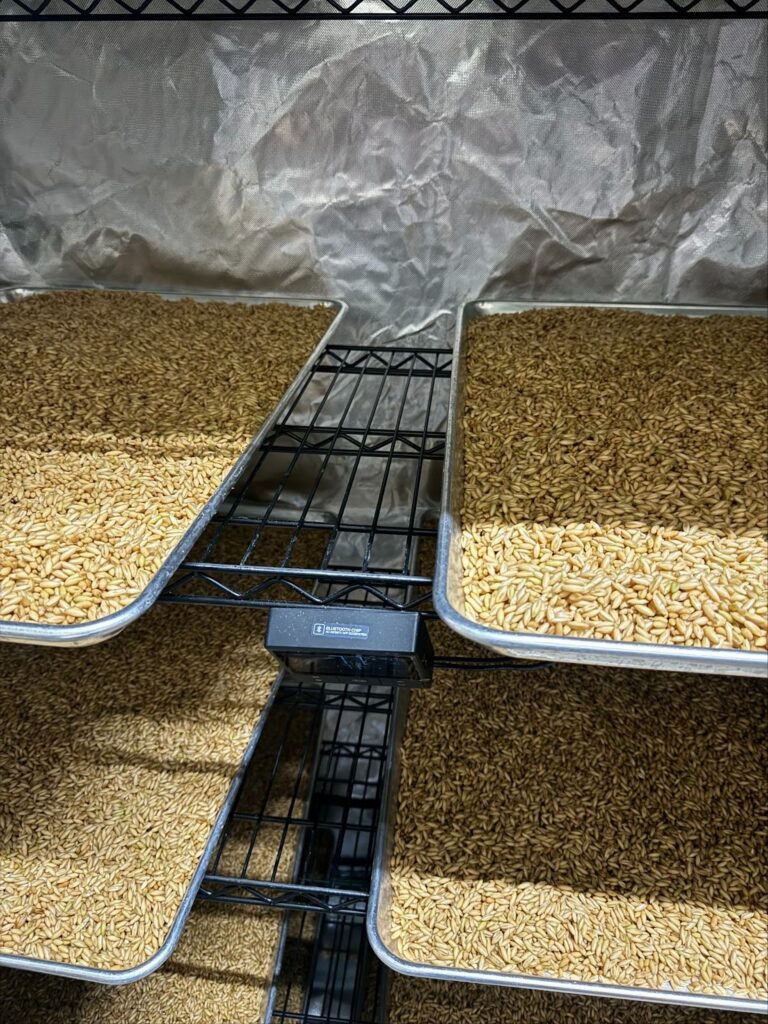 Mushroom grain drying after soaking at Pebble Creek Mushroom Farm in Michigan.