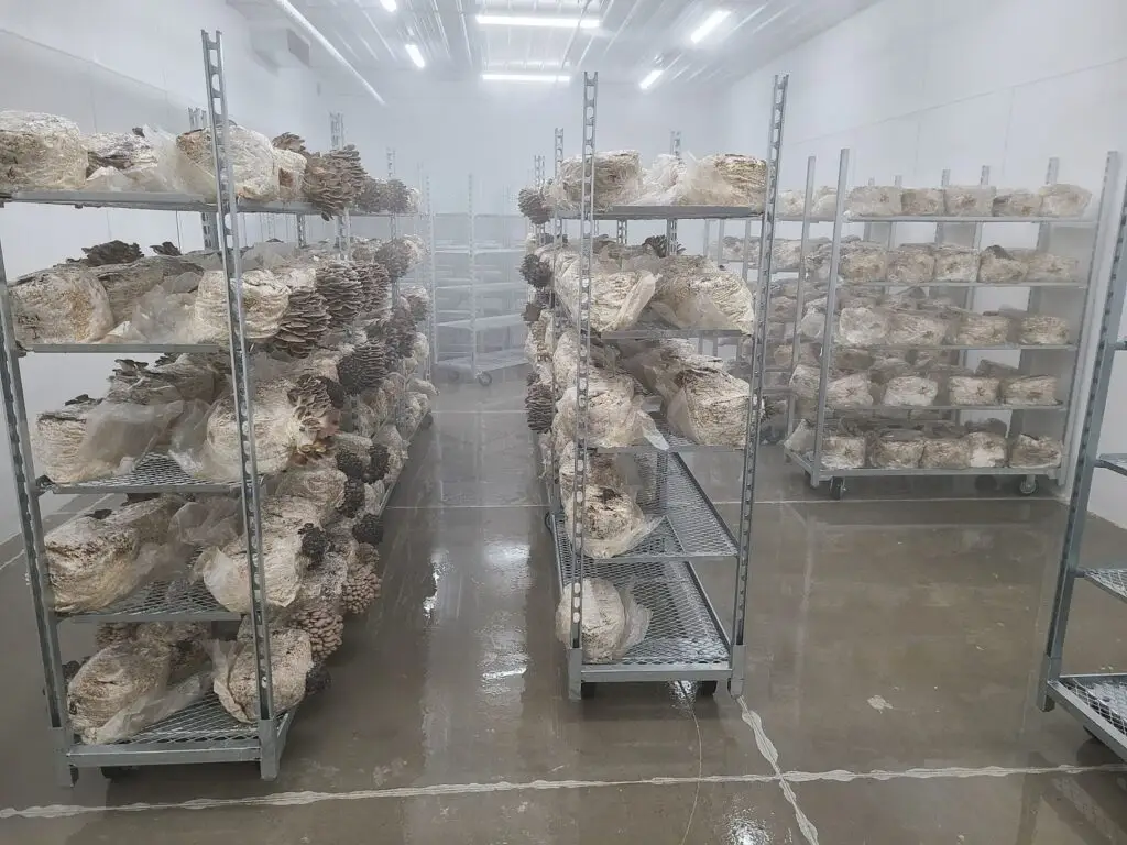 Mushroom grain spawn in the fruiting stage of the mushroom farming process at Pebble Creek Mushrooms in Michigan.