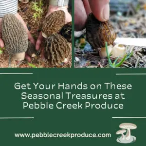 Two images showing a person foraging for Morel Mushrooms, now available from Pebble Creek Produce.