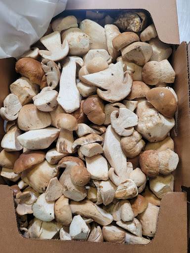 Fresh Porcini mushrooms in a box recently foraged for sale at Pebble Creek Produce.