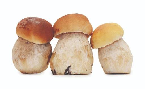 Three fresh Porcini, King Bolete, mushrooms side by side.