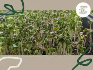 Close-up of Pebble Creek Produce microgreens in a growing tray.