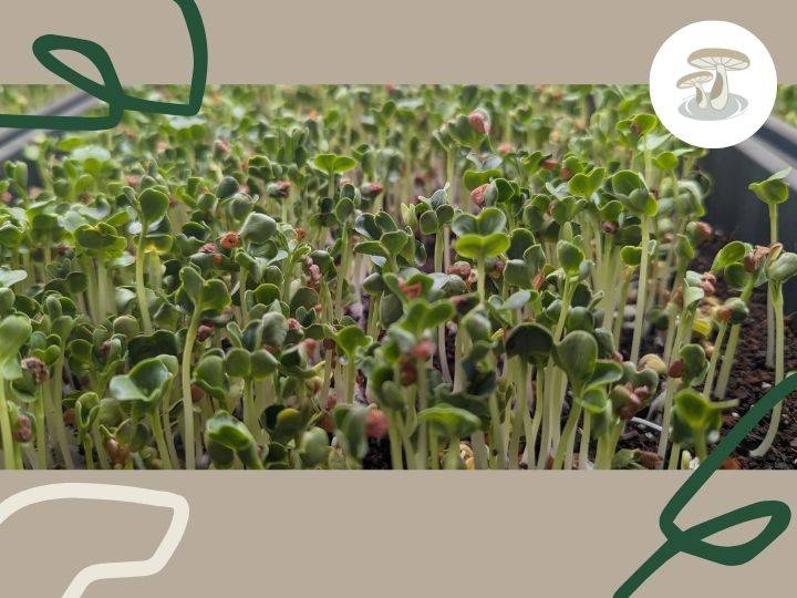 Close-up of Pebble Creek Produce microgreens in a growing tray.