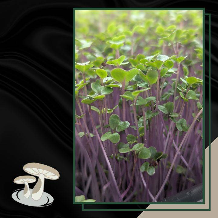 Close-up of Purple Kohlrabi Microgreens grown at Pebble Creek Produce Farm.