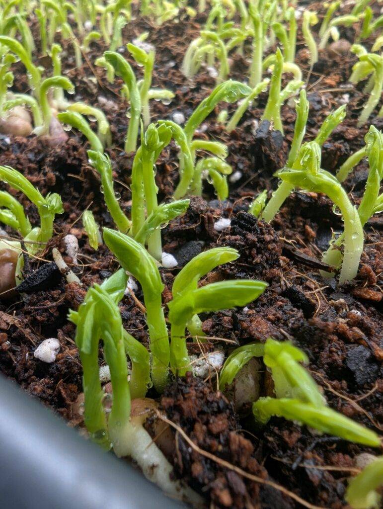 Close-up of Speckled Pea microgreens growing in a tray at Pebble Creek Produce micro farm.