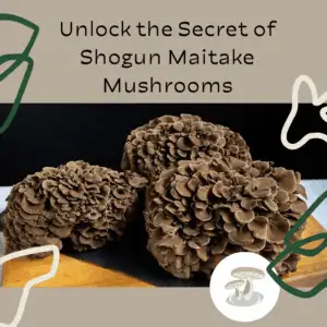 Pebble Creek branded template with an image of 3 large maitake mushrooms on a wooden cutting board.