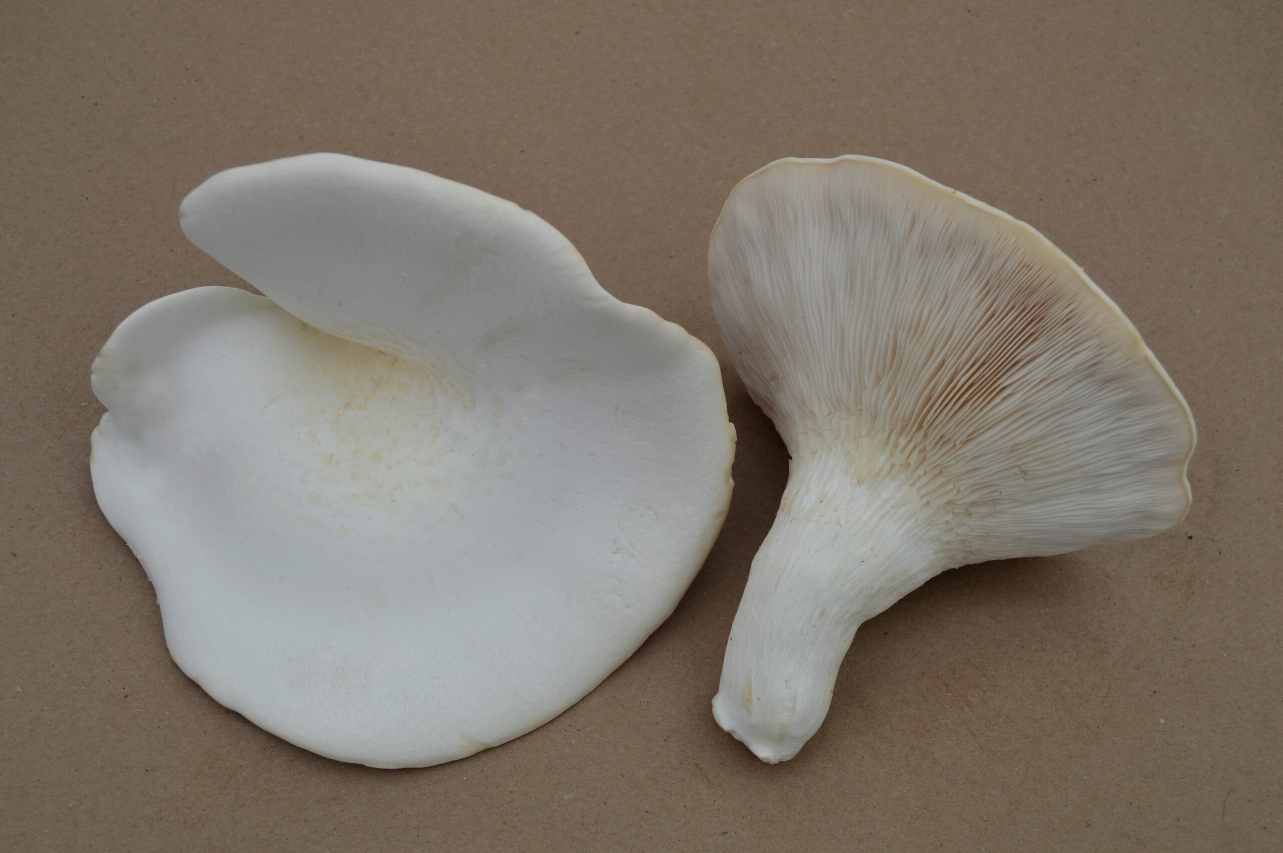Two freshly harvested white nebrodini bianco mushrooms at Pebble Creek Produce in Michigan.